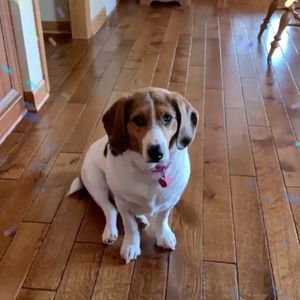 Meet your Posher, Ellen